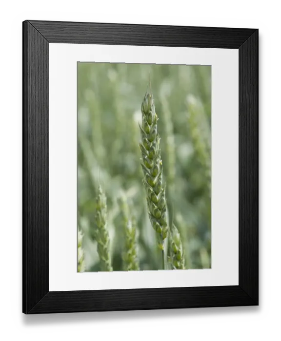 Framed Print : Wheat (Triticum aestivum) crop, close-up of ripening ear in flower, Lincolnshire, England, june Framed Print : Wheat (Triticum aestivum) crop, close-up of ripening ear in flower, Lincolnshire, England, june