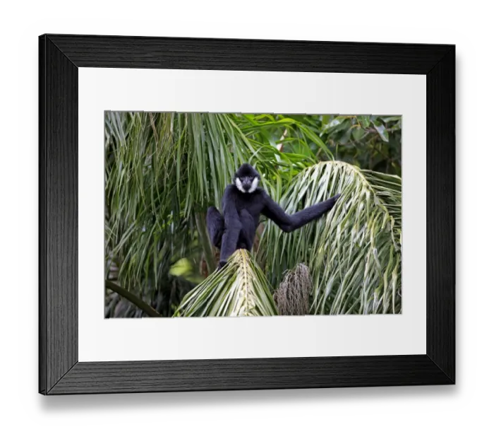Framed Print : Black Crested Gibbon (Nomascus concolor) adult male, sitting on palm fronds (captive) Framed Print : Black Crested Gibbon (Nomascus concolor) adult male, sitting on palm fronds (captive)