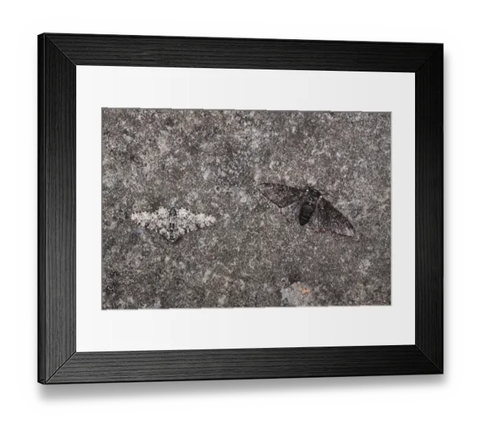 Framed Print : Peppered Moth (Biston betularia) normal and melanistic forms, two adults, example of camouflage adaption evolution Framed Print : Peppered Moth (Biston betularia) normal and melanistic forms, two adults, example of camouflage adaption evolution