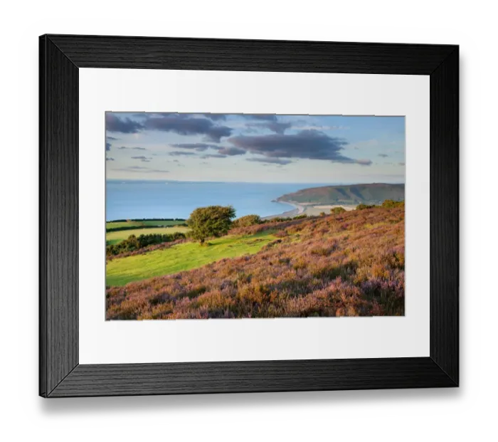 Framed Print : View of coastline with flowering heather and hawthorn tree, looking towards Bossington to Hurlstone Point Framed Print : View of coastline with flowering heather and hawthorn tree, looking towards Bossington to Hurlstone Point