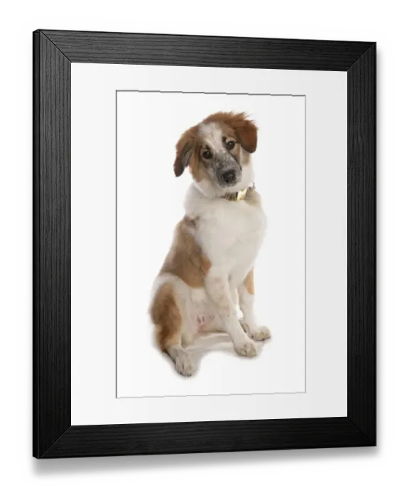 Framed Print : Domestic Dog, Border Collie, adult female, sitting, with collar Framed Print : Domestic Dog, Border Collie, adult female, sitting, with collar