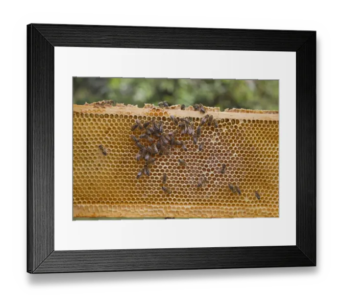 Framed Print : Bee keeping, Western Honey Bee (Apis mellifera) workers, on honey filled frame from hive, Suffolk, England, september