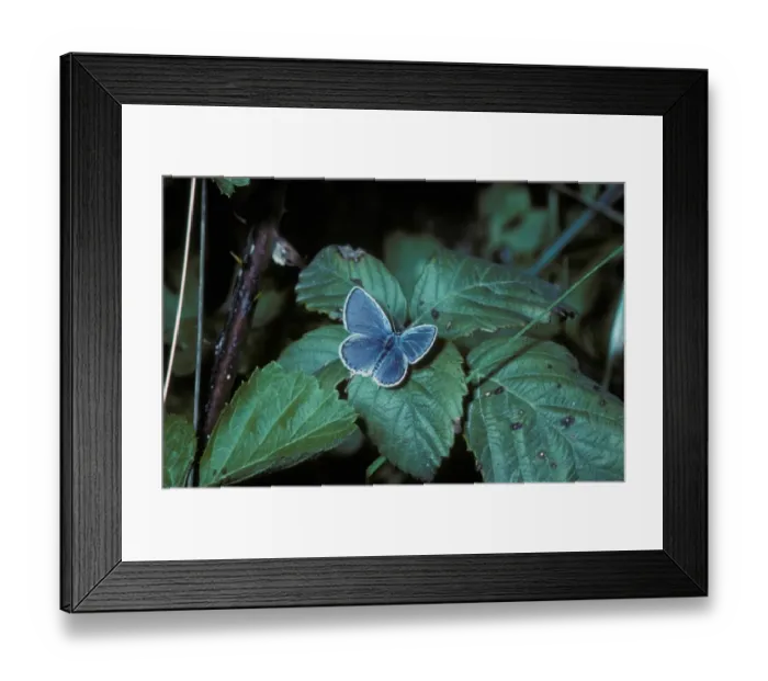 Framed Print : Provencal Short - tailed Blue (Everes alcetas) Male / upper wing Framed Print : Provencal Short - tailed Blue (Everes alcetas) Male / upper wing