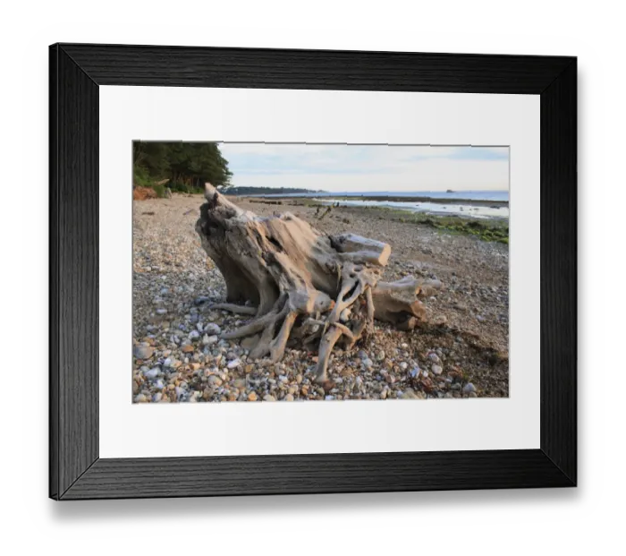 Framed Print : Tree stump on beach with incoming tide at dawn, Bembridge, Isle of Wight, England, june Framed Print : Tree stump on beach with incoming tide at dawn, Bembridge, Isle of Wight, England, june