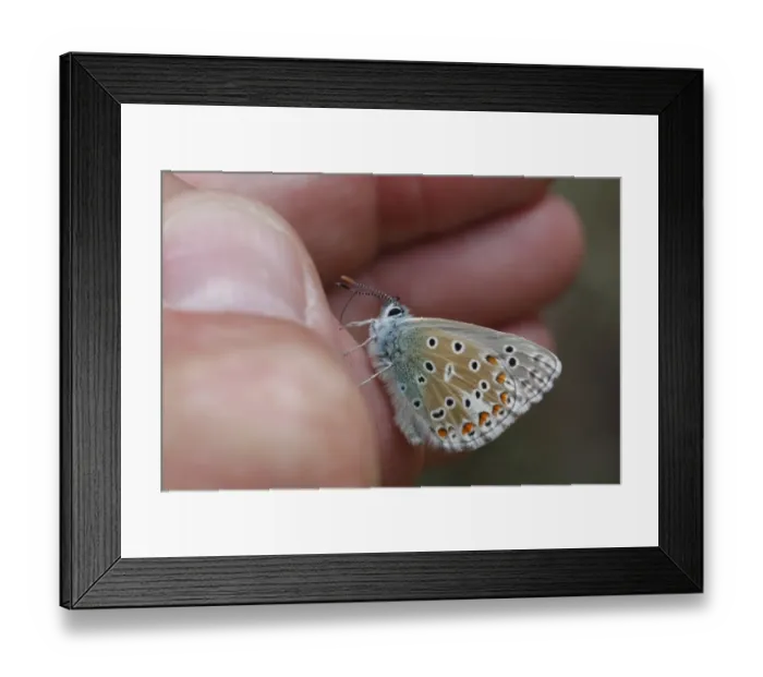 Framed Print : Adonis Blue (Lysandra bellargus) adult, drinking sweat from human hand for salt content, Causse de Gramat Framed Print : Adonis Blue (Lysandra bellargus) adult, drinking sweat from human hand for salt content, Causse de Gramat