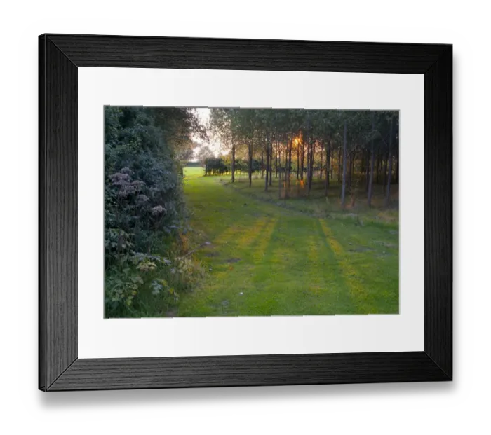Framed Print : View of woodland and hedgerow at sunset, Little Budworth, Tarporley, Cheshire, England, september