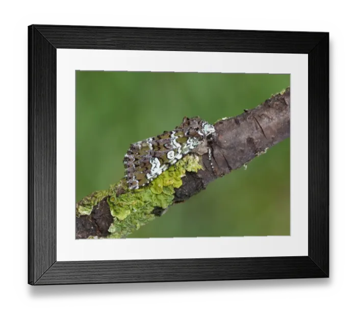 Framed Print : Cameo Moth (Polymixis gemmea) adult, resting on lichen covered twig, Cannobina Valley, Piedmont, Northern Italy, july Framed Print : Cameo Moth (Polymixis gemmea) adult, resting on lichen covered twig, Cannobina Valley, Piedmont, Northern Italy, july