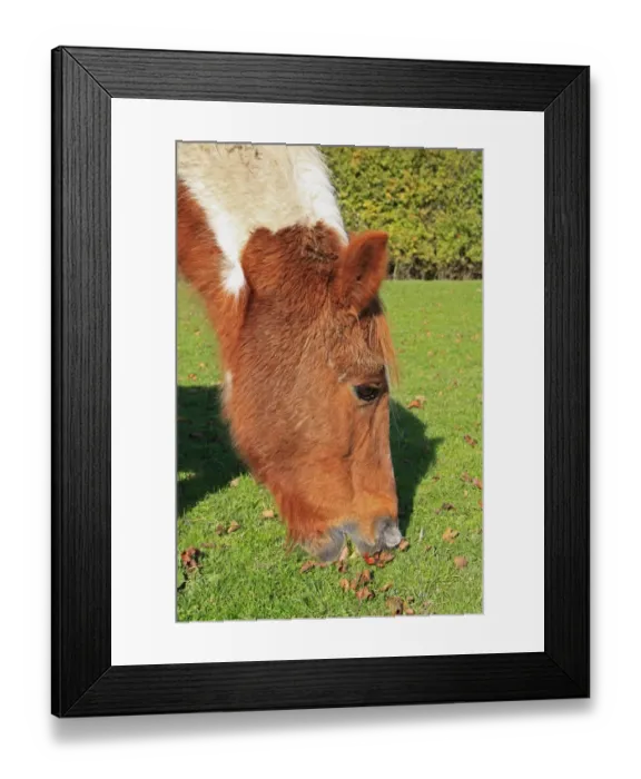 Framed Print : Horse, mare, close-up of head, grazing in pasture, Bacton, Suffolk, England, october Framed Print : Horse, mare, close-up of head, grazing in pasture, Bacton, Suffolk, England, october
