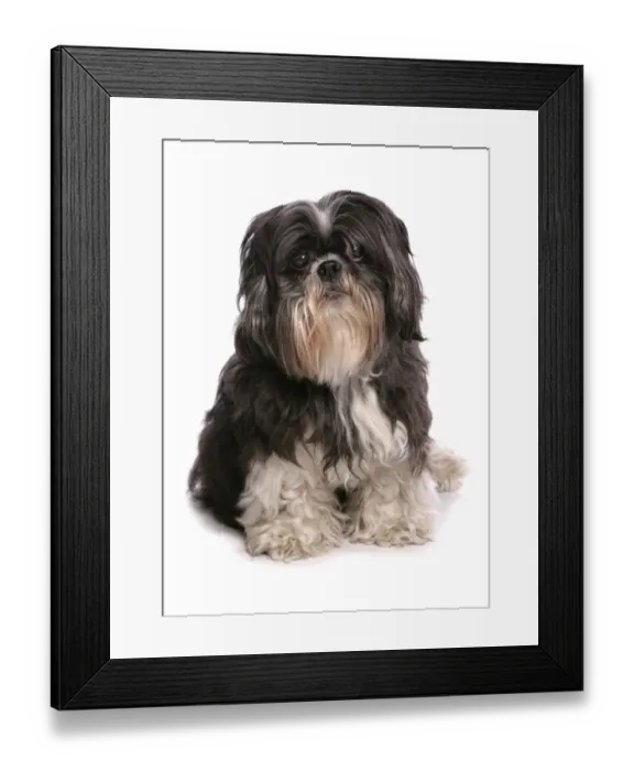 Framed Print : Domestic Dog, Shih Tzu, adult, sitting Framed Print : Domestic Dog, Shih Tzu, adult, sitting
