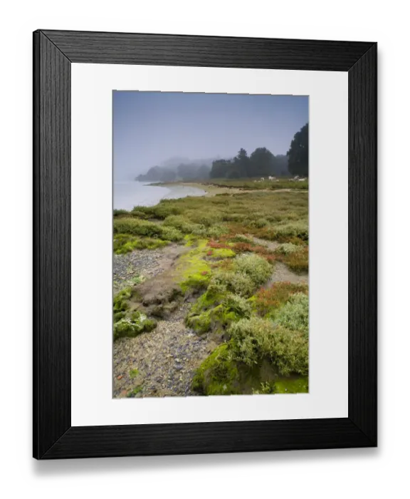 Framed Print : View of shore habitat on river estuary, with cattle herd in background, Orwell Estuary, Suffolk, England, october Framed Print : View of shore habitat on river estuary, with cattle herd in background, Orwell Estuary, Suffolk, England, october