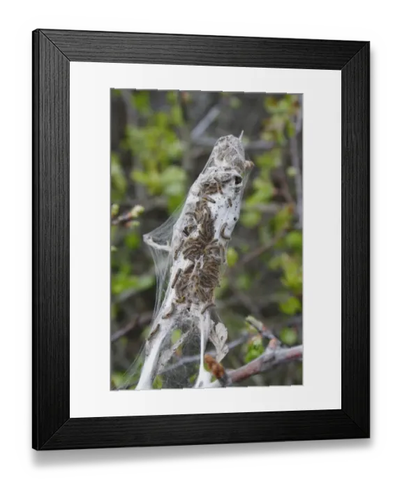 Framed Print : Brown-tail Moth (Euproctis chrysorrhoea) caterpillars, in woven silk tent on Common Hawthorn (Crataegus monogyna) Framed Print : Brown-tail Moth (Euproctis chrysorrhoea) caterpillars, in woven silk tent on Common Hawthorn (Crataegus monogyna)