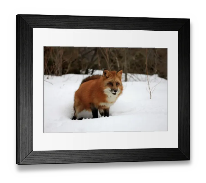 Framed Print : American Red Fox (Vulpes vulpes fulva) adult, defecating in snow, Montana, U. S. A. winter (captive) Framed Print : American Red Fox (Vulpes vulpes fulva) adult, defecating in snow, Montana, U. S. A. winter (captive)