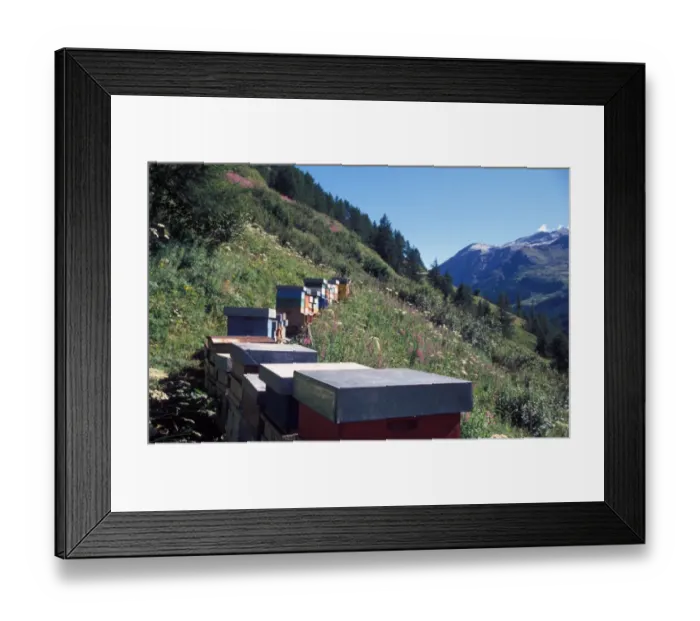 Framed Print : Bee Keeping - Alpine Bee hives - Gran Paradiso NP. Italy Framed Print : Bee Keeping - Alpine Bee hives - Gran Paradiso NP. Italy