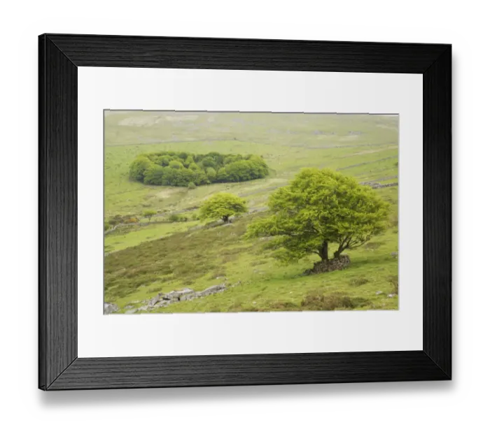Framed Print : View of trees and small woodland in moorland habitat, South Common Plantation (Roundwood), from Bagga Tor