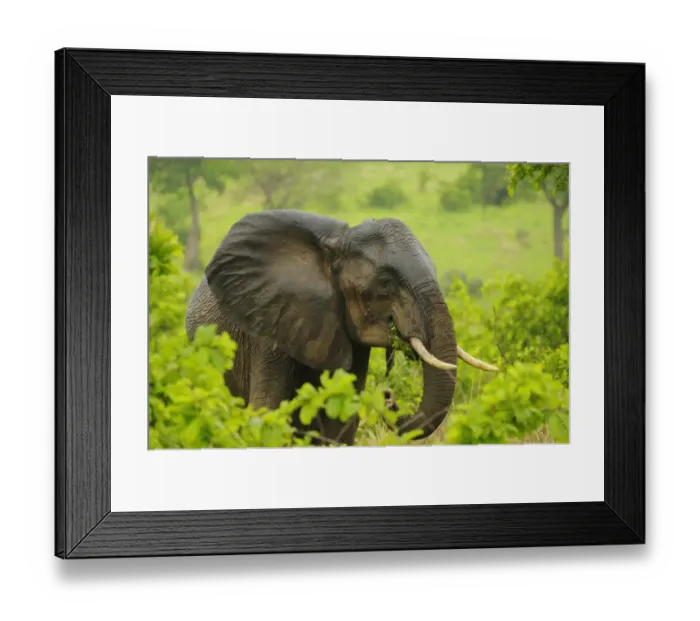 Framed Print : African Elephant (Loxodonta africana) adult female, close-up of head, with skin from rainfall, feeding, Ruaha N. P Framed Print : African Elephant (Loxodonta africana) adult female, close-up of head, with skin from rainfall, feeding, Ruaha N. P
