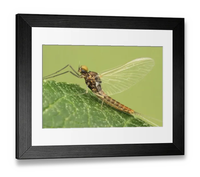 Framed Print : Mayfly (Ephemeroptera sp. ) adult, resting on leaf, Leicestershire, England, july Framed Print : Mayfly (Ephemeroptera sp. ) adult, resting on leaf, Leicestershire, England, july