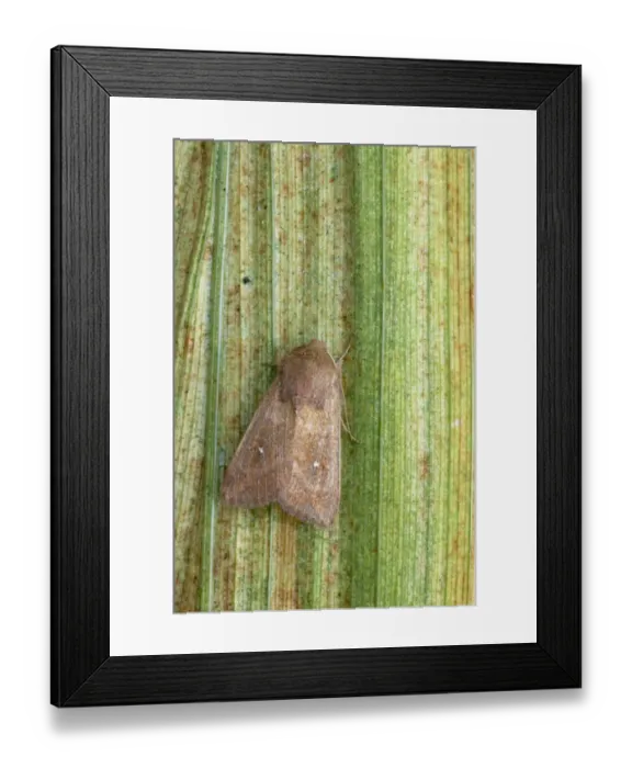 Framed Print : White-point Moth (Mythimna albipuncta) adult, resting on leaf, Essex, England Framed Print : White-point Moth (Mythimna albipuncta) adult, resting on leaf, Essex, England