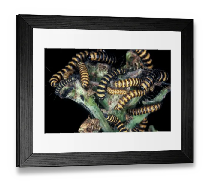 Framed Print : Moth - Cinnabar Larva (Tyria jacobaeae) Mass feeding on Ragwort Framed Print : Moth - Cinnabar Larva (Tyria jacobaeae) Mass feeding on Ragwort