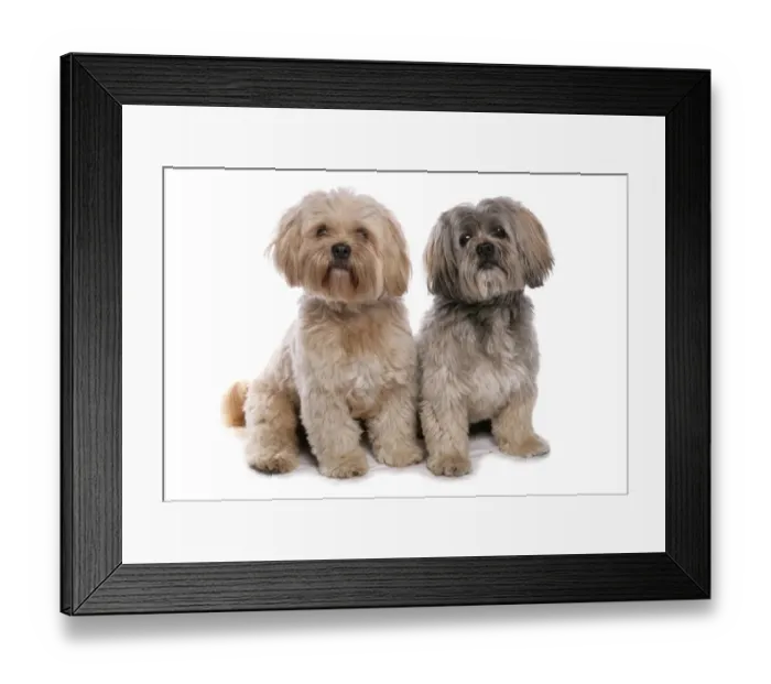 Framed Print : Domestic Dog, Shih Tzu, two adults, sitting Framed Print : Domestic Dog, Shih Tzu, two adults, sitting