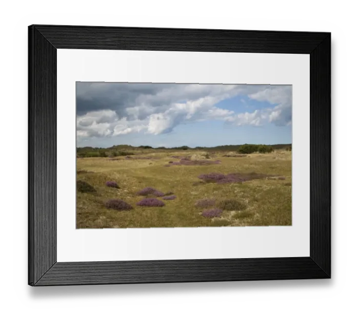 Framed Print : View of coastal heathland habitat with flowering heather, Winterton, Norfolk, England, august