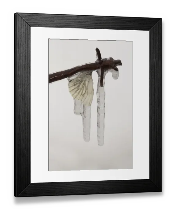Framed Print : Green-veined White Butterfly (Pieris napi) adult, frozen in icicles on barbed wire, Sheffield, South Yorkshire Framed Print : Green-veined White Butterfly (Pieris napi) adult, frozen in icicles on barbed wire, Sheffield, South Yorkshire