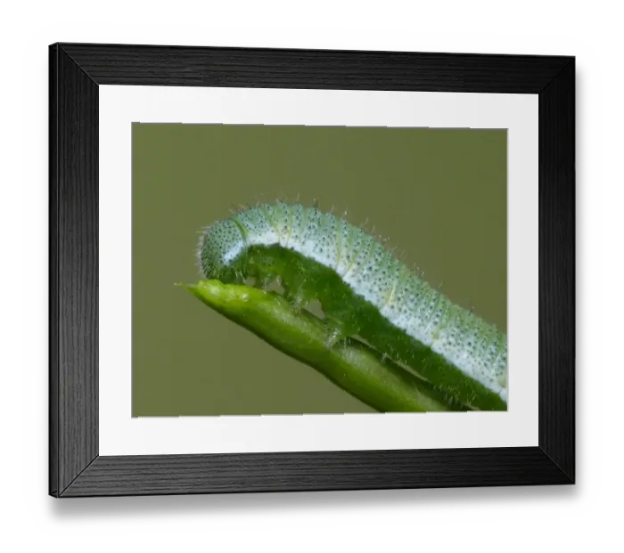 Framed Print : Orange-tip Butterfly (Anthocharis cardamines) caterpillar, feeding on Garlic Mustard (Alliaria petiolata) Framed Print : Orange-tip Butterfly (Anthocharis cardamines) caterpillar, feeding on Garlic Mustard (Alliaria petiolata)