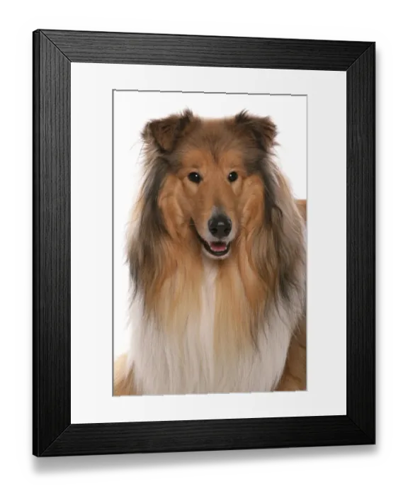 Framed Print : Domestic Dog, Rough Collie, adult, close-up of head Framed Print : Domestic Dog, Rough Collie, adult, close-up of head