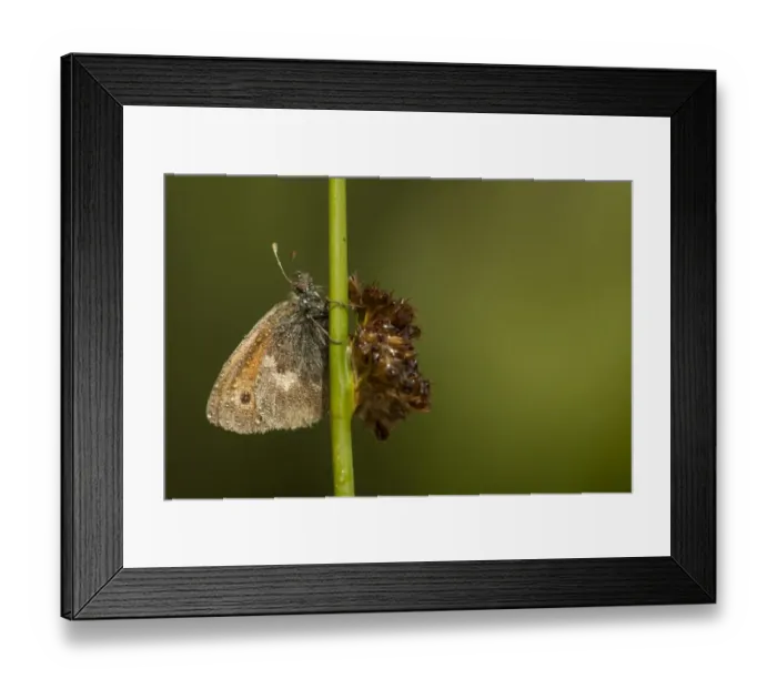 Framed Print : Small Heath (Coenonympha pamphilus) adult, covered with raindrops after rain, resting on stem, Derbyshire, England