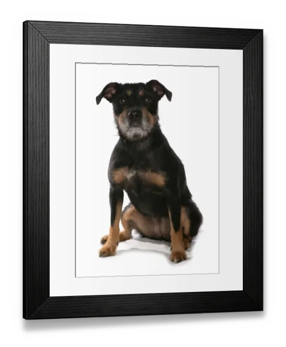 Framed Print : Domestic Dog, Patterdale Terrier, adult female, sitting Framed Print : Domestic Dog, Patterdale Terrier, adult female, sitting