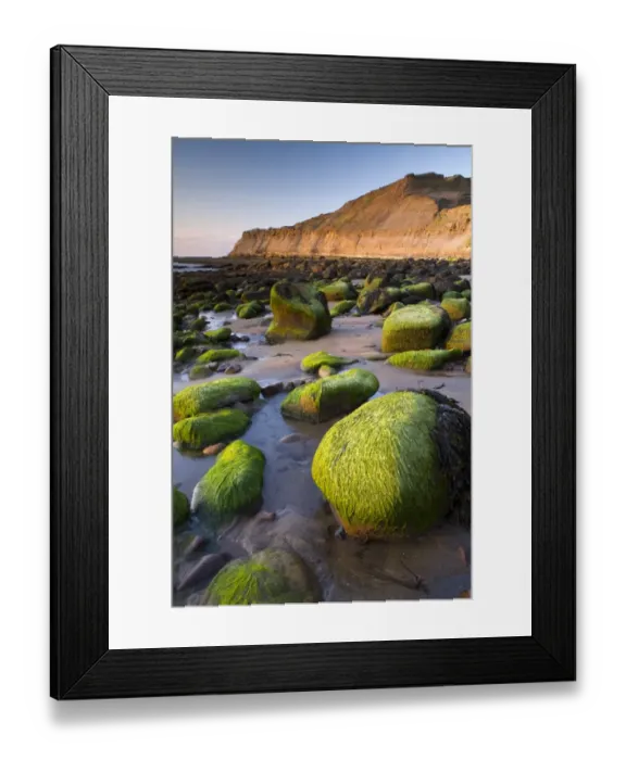 Framed Print : Seaweed covered rocks on beach at sunset, Runswick Bay, North Yorkshire, England, may Framed Print : Seaweed covered rocks on beach at sunset, Runswick Bay, North Yorkshire, England, may