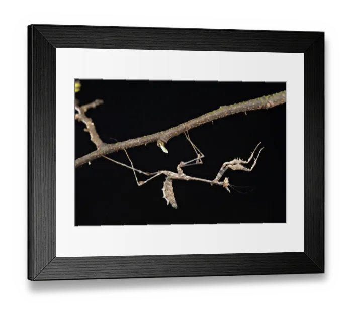 Framed Print : Stick Mantis (Sybilla pretiosa) young, on underside of twig, South Africa Framed Print : Stick Mantis (Sybilla pretiosa) young, on underside of twig, South Africa