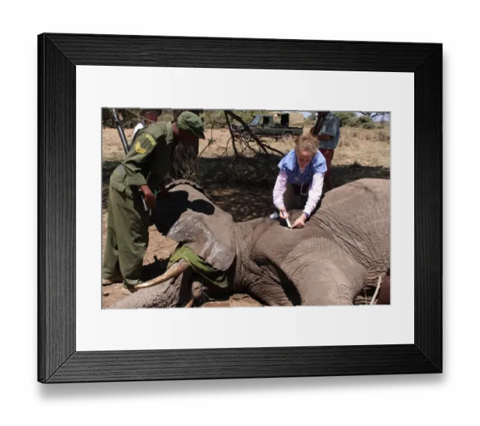 Framed Print : African Elephant (Loxodonta africana) adult, tranquilised and having bullet wounds treated by vet Framed Print : African Elephant (Loxodonta africana) adult, tranquilised and having bullet wounds treated by vet