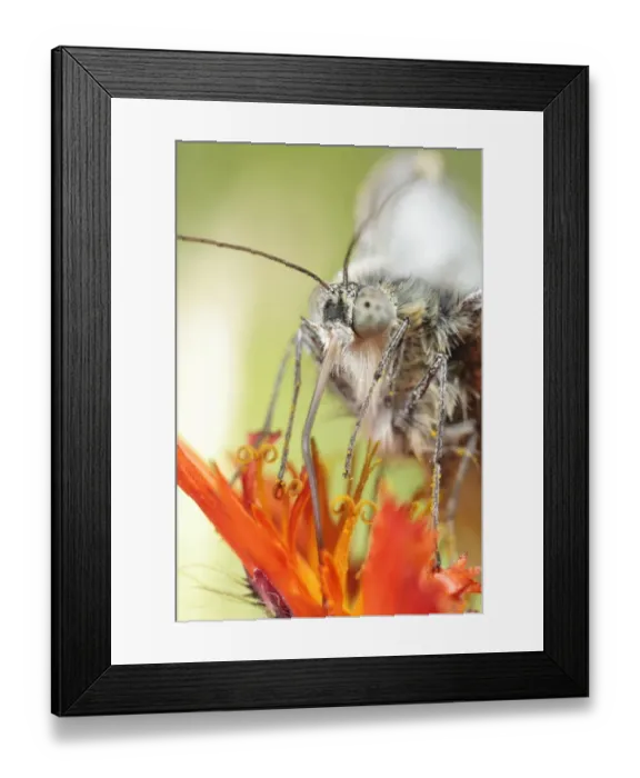 Framed Print : Green-veined White (Pieris napi) adult, close-up of head and probosis, feeding on Orange Hawkbit (Hieracium villosum) Framed Print : Green-veined White (Pieris napi) adult, close-up of head and probosis, feeding on Orange Hawkbit (Hieracium villosum)