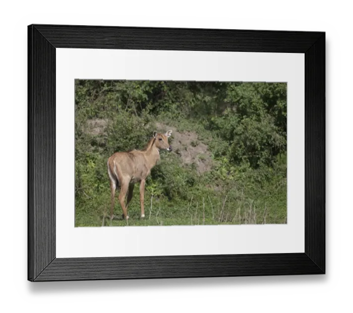 Framed Print : Nilgai (Boselaphus tragocamelus) young, standing, Keoladeo Ghana N. P. (Bharatpur), Rajasthan, India Framed Print : Nilgai (Boselaphus tragocamelus) young, standing, Keoladeo Ghana N. P. (Bharatpur), Rajasthan, India