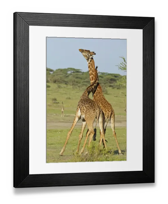 Framed Print : Masai Giraffe (Giraffa camelopardalis tippelskirchi) two adult males, fighting, necking or neck-sparring Framed Print : Masai Giraffe (Giraffa camelopardalis tippelskirchi) two adult males, fighting, necking or neck-sparring