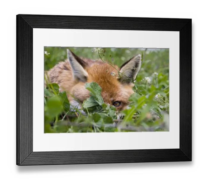 Framed Print : European Red Fox (Vulpes vulpes) adult, close-up of head, resting in orchard, Kent, England, summer Framed Print : European Red Fox (Vulpes vulpes) adult, close-up of head, resting in orchard, Kent, England, summer