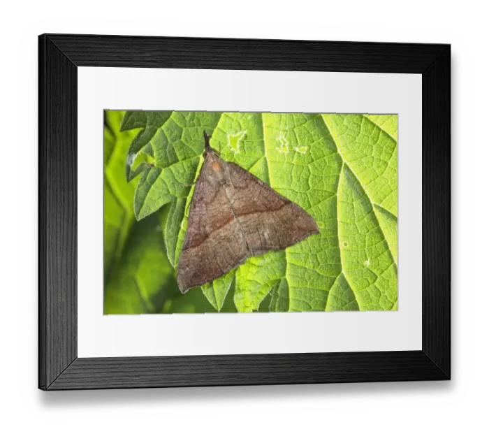 Framed Print : Snout Moth (Hypena proboscidalis) adult, resting on nettle leaf, larval foodplant, Powys, Wales, june Framed Print : Snout Moth (Hypena proboscidalis) adult, resting on nettle leaf, larval foodplant, Powys, Wales, june