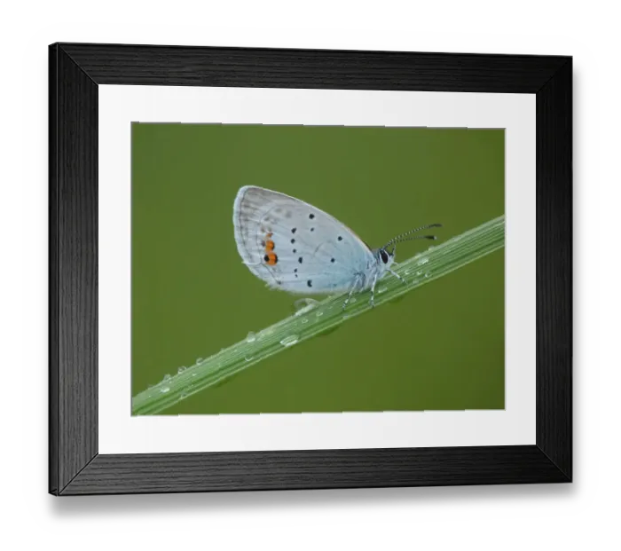 Framed Print : Short-tailed Blue (Everes argiades) adult male, resting on grass during rainfall, France, july Framed Print : Short-tailed Blue (Everes argiades) adult male, resting on grass during rainfall, France, july