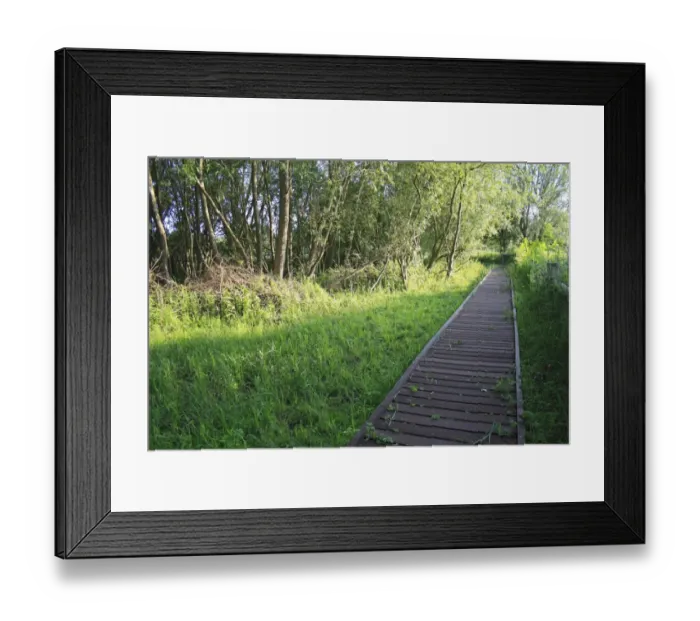 Framed Print : Boardwalk in fen at edge of wet woodland habitat, Little Ouse Headwaters Project, Parkers Piece, Thelnetham Framed Print : Boardwalk in fen at edge of wet woodland habitat, Little Ouse Headwaters Project, Parkers Piece, Thelnetham