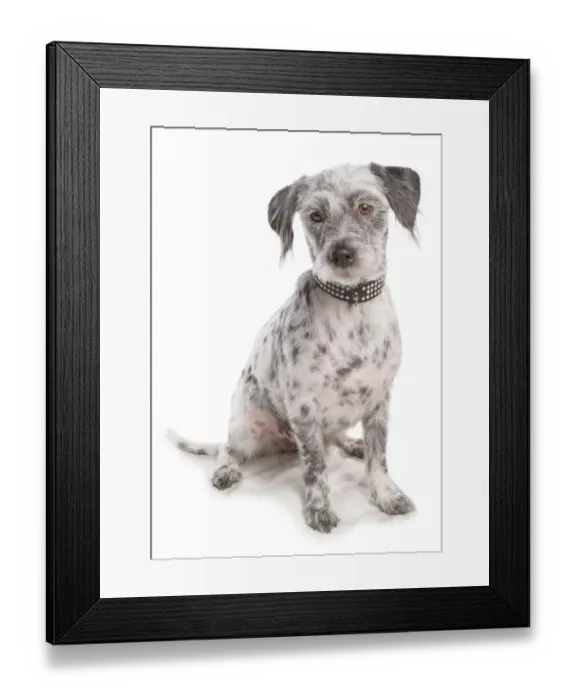 Framed Print : Domestic Dog, Lhamatian (Lhasa Apso x Dalmatian), adult, sitting, with collar Framed Print : Domestic Dog, Lhamatian (Lhasa Apso x Dalmatian), adult, sitting, with collar