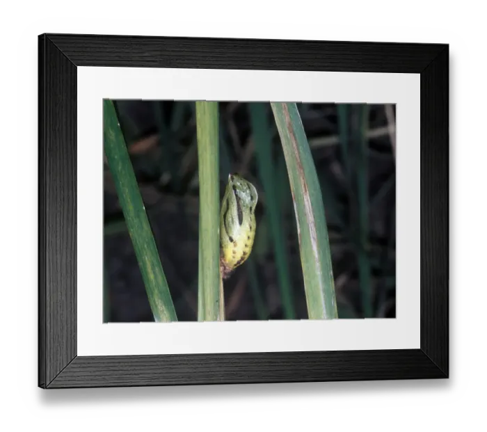 Framed Print : Meadow Brown (Maniola jurtina) pupa