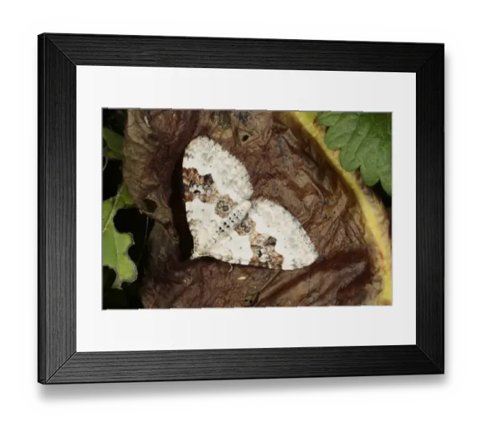 Framed Print : Silver-ground Carpet Moth (Xanthorhoe montanata) adult, Shropshire, England, may Framed Print : Silver-ground Carpet Moth (Xanthorhoe montanata) adult, Shropshire, England, may