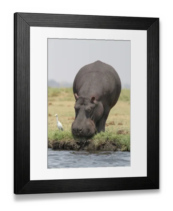 Framed Print : Hippopotamus (Hippopotamus amphibius) adult, grazing at edge of water, followed by Cattle Egret (Bubulcus ibis) Framed Print : Hippopotamus (Hippopotamus amphibius) adult, grazing at edge of water, followed by Cattle Egret (Bubulcus ibis)