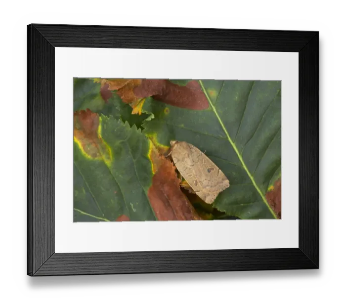 Framed Print : Lesser Yellow Underwing (Noctua comes) adult, resting on leaf, Essex, England