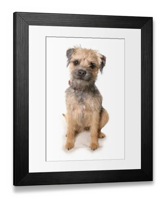 Framed Print : Domestic Dog, Border Terrier, adult, sitting, with collar Framed Print : Domestic Dog, Border Terrier, adult, sitting, with collar