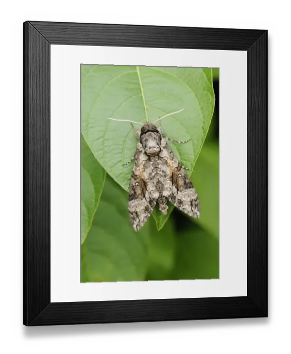Framed Print : Pink-spotted Hawkmoth (Agrius cingulata) adult, resting on leaf, Trinidad, Trinidad and Tobago Framed Print : Pink-spotted Hawkmoth (Agrius cingulata) adult, resting on leaf, Trinidad, Trinidad and Tobago