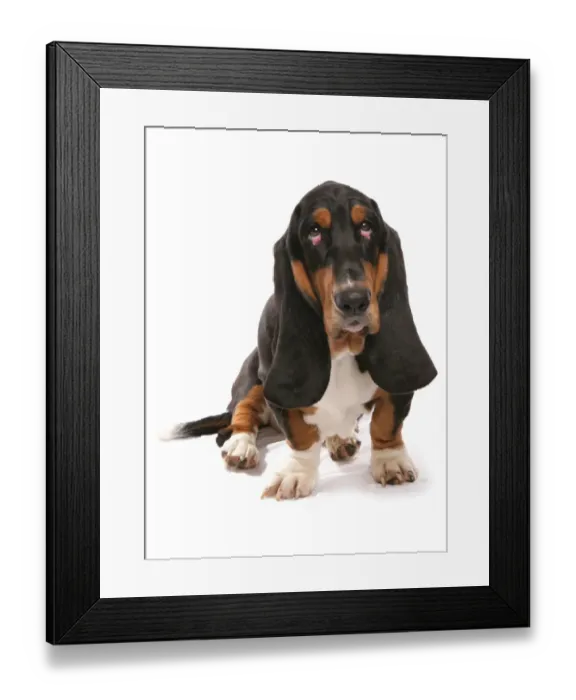 Framed Print : Domestic Dog, Basset Hound, adult, sitting Framed Print : Domestic Dog, Basset Hound, adult, sitting
