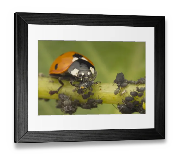 Framed Print : Seven-spot Ladybird (Coccinella septempunctata) adult, feeding on Black Bean Aphid (Aphis fabae) prey, Essex, England