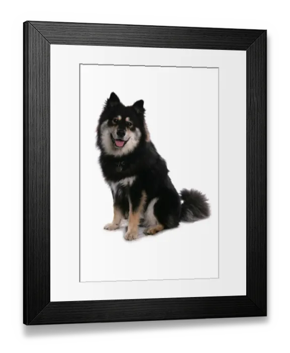 Framed Print : Domestic Dog, Finnish Lapphund, adult female, sitting Framed Print : Domestic Dog, Finnish Lapphund, adult female, sitting
