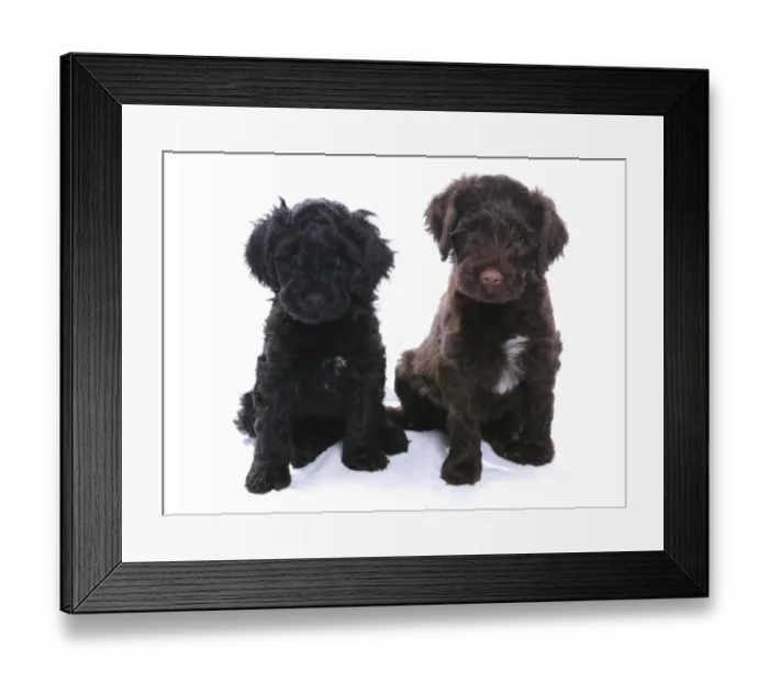 Framed Print : Domestic Dog, Portuguese Water Dog, two puppies, sitting Framed Print : Domestic Dog, Portuguese Water Dog, two puppies, sitting